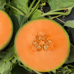 Hybrid Cantaloupe - Heidi