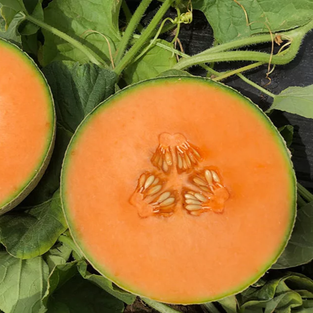 Hybrid Cantaloupe - Heidi