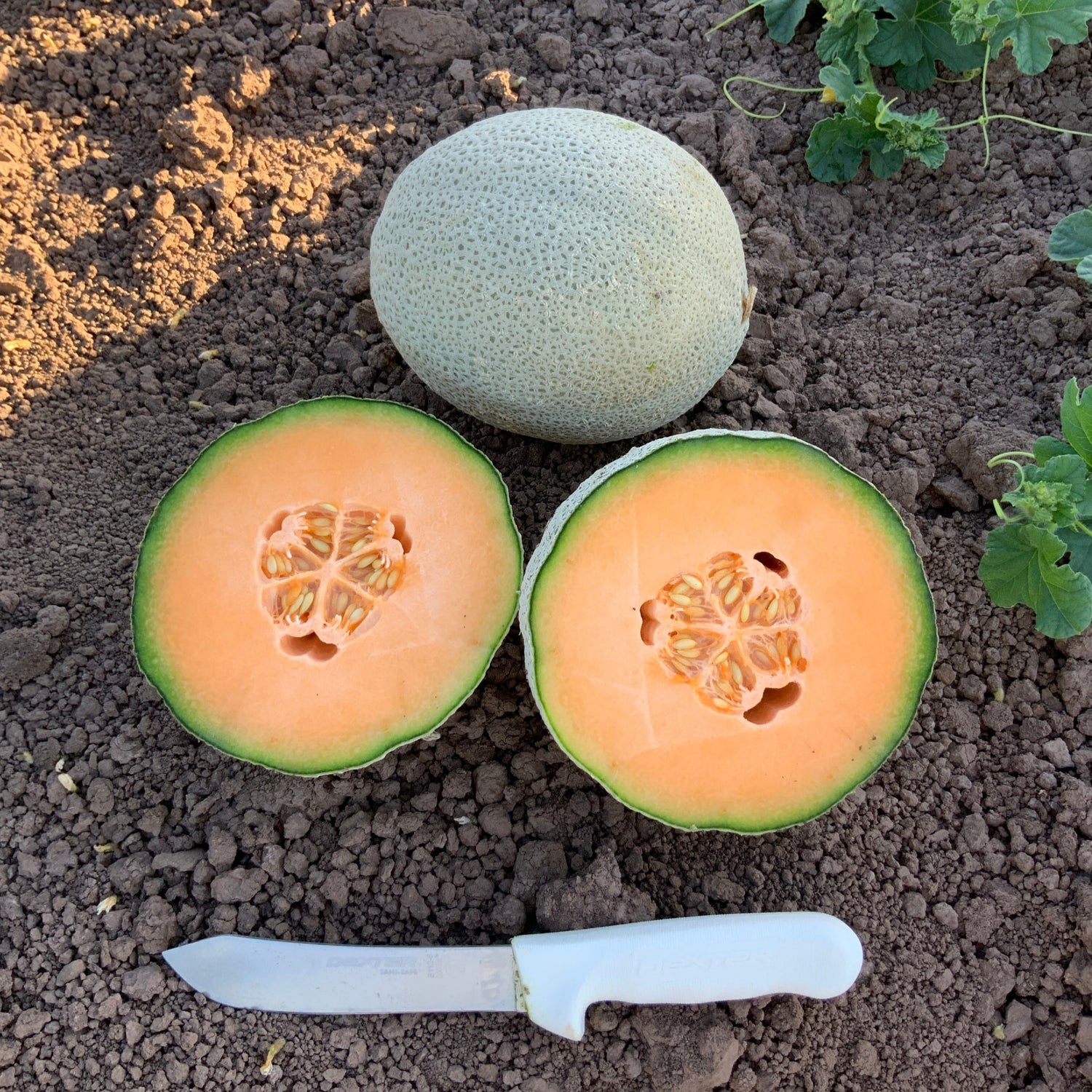 Hybrid Cantaloupe - Heidi