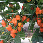 Hybrid Habanero Pepper - Helios