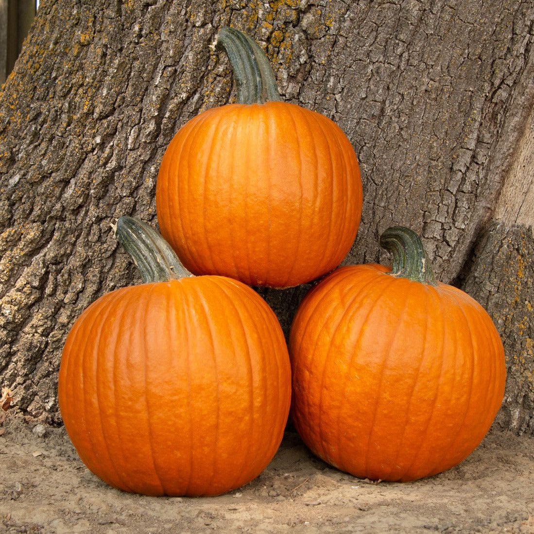 Hybrid Carving Pumpkin - Hermes
