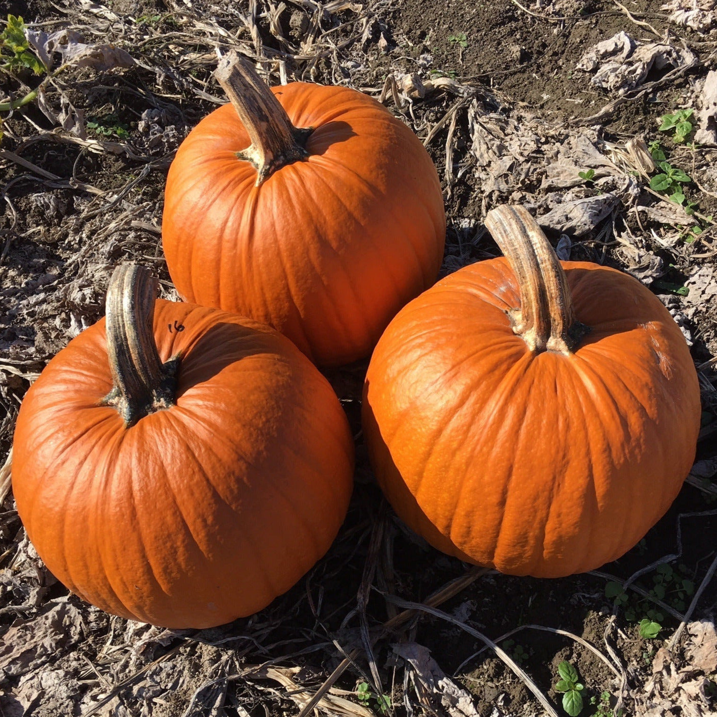 Hybrid Carving Pumpkin - Hermes