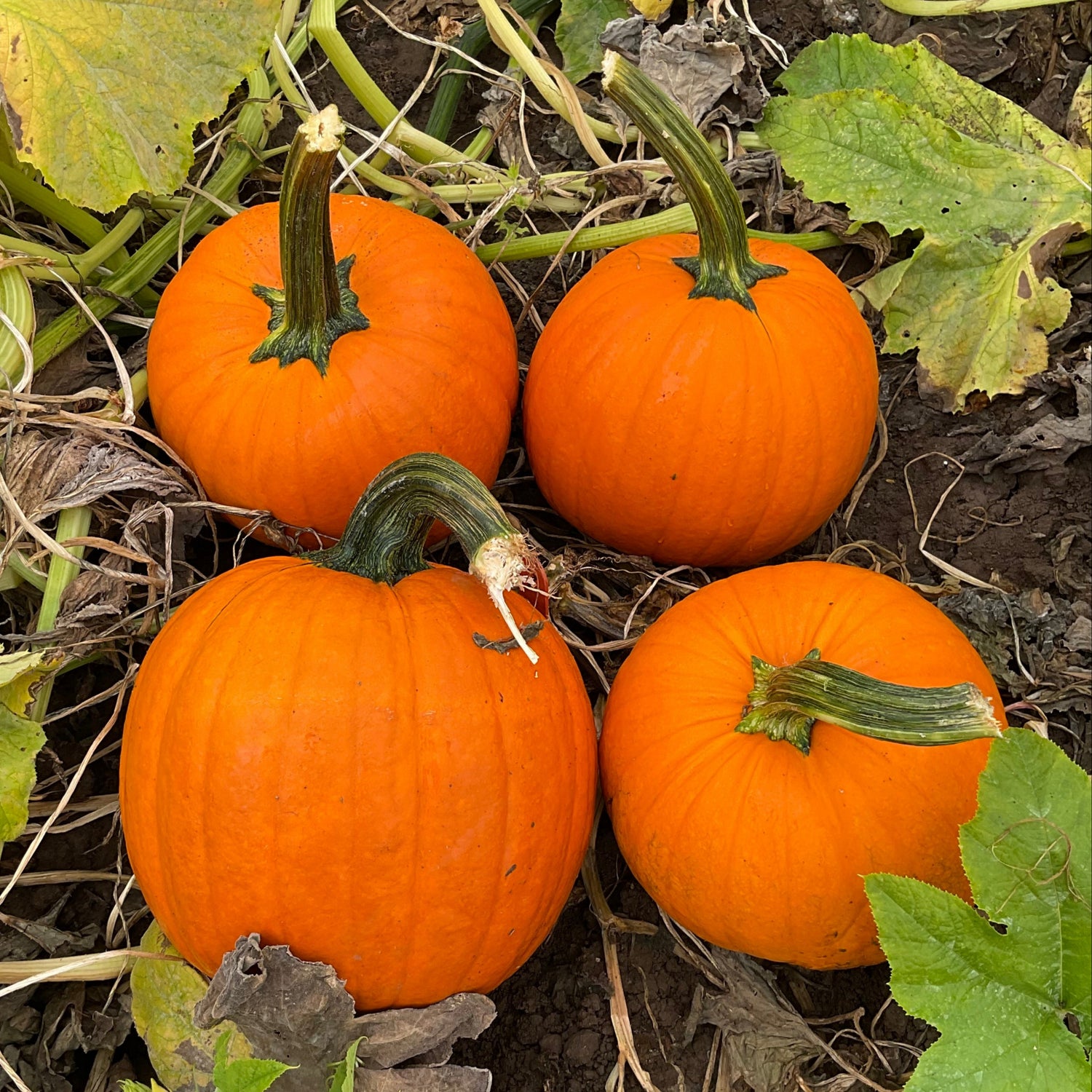 Hybrid Carving Pumpkin - Hermes