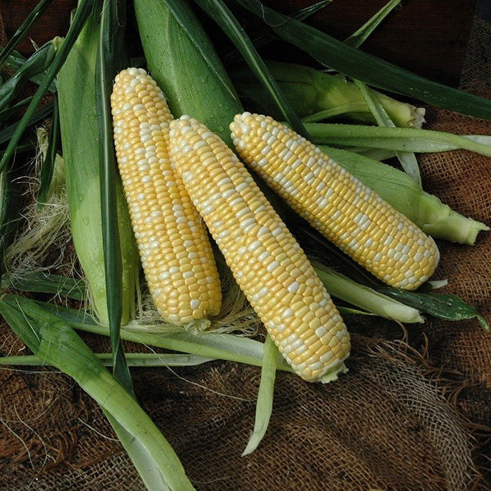 Hybrid Supersweet Bicolor Corn - Hero XR