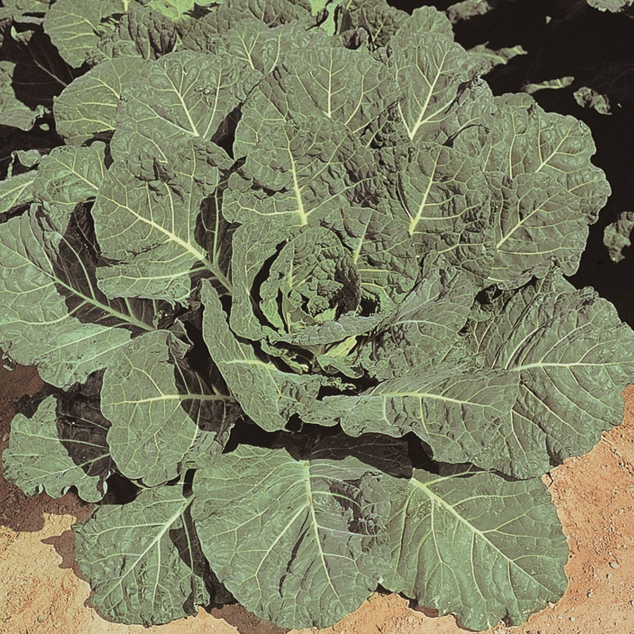 Hybrid Collard - Hi-Crop