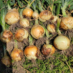 Hybrid Short Day Yellow Onion - Hidalgo