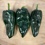Hybrid Poblano/Ancho Pepper - Hidalgo