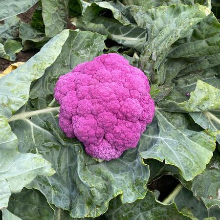 Hybrid Purple Cauliflower - Hipster