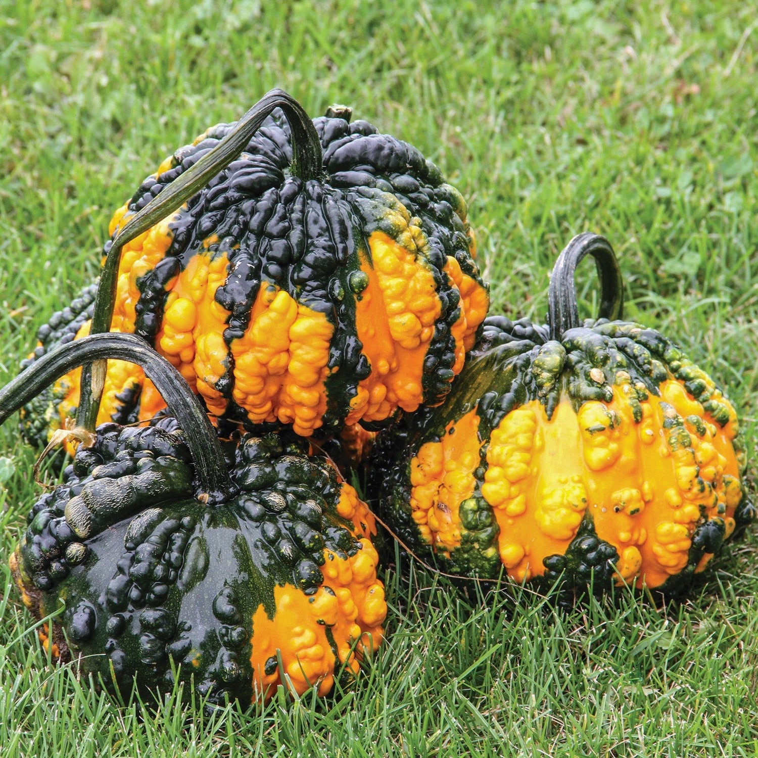 OP Small Gourd - Hoargarth