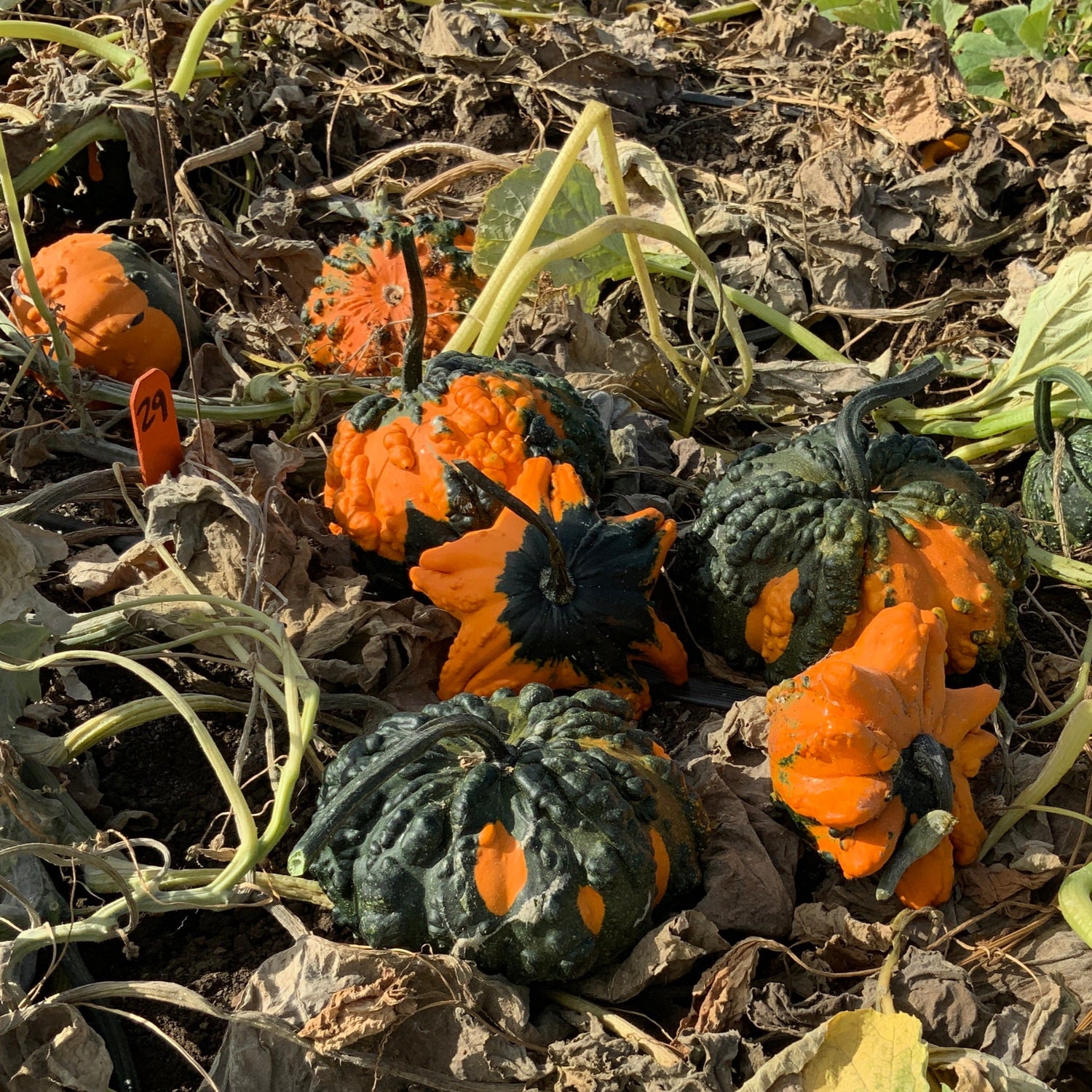 OP Small Gourd - Hoargarth