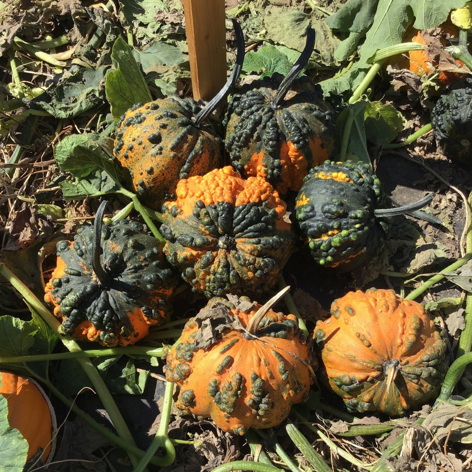 OP Small Gourd - Hoargarth