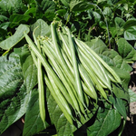 OP Green Bush Bean - Homerun
