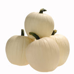 Hybrid White Pumpkin - Honey Moon