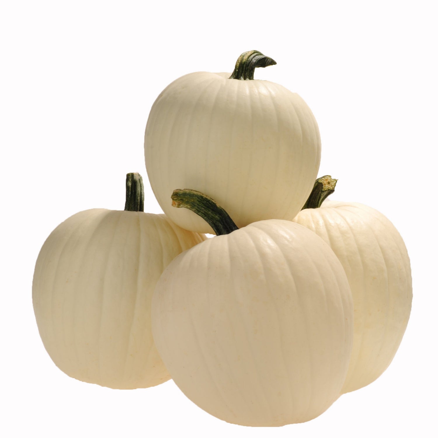 Hybrid White Pumpkin - Honey Moon