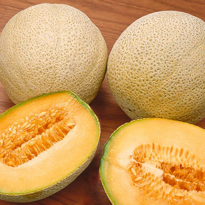 OP Cantaloupe - Honey Rock