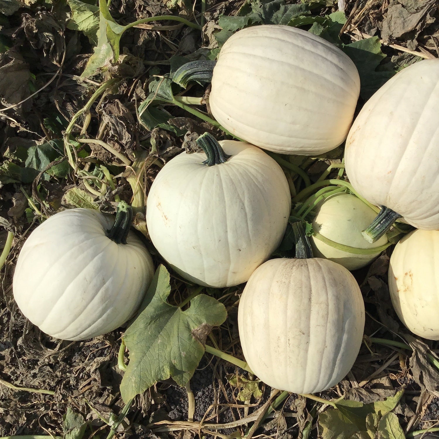 Hybrid White Pumpkin - Honey Moon