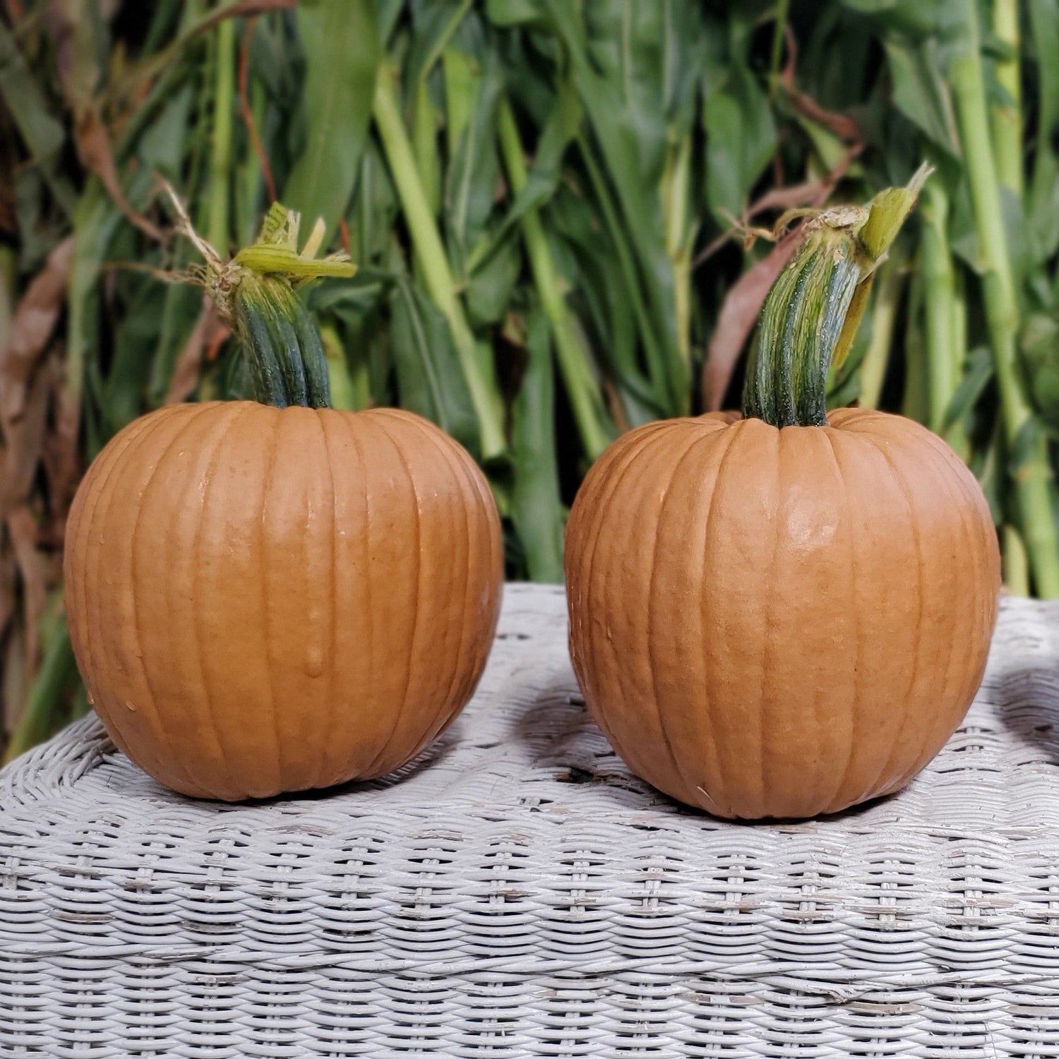 Hybrid Small/Pie Pumpkin - Hot Chocolate