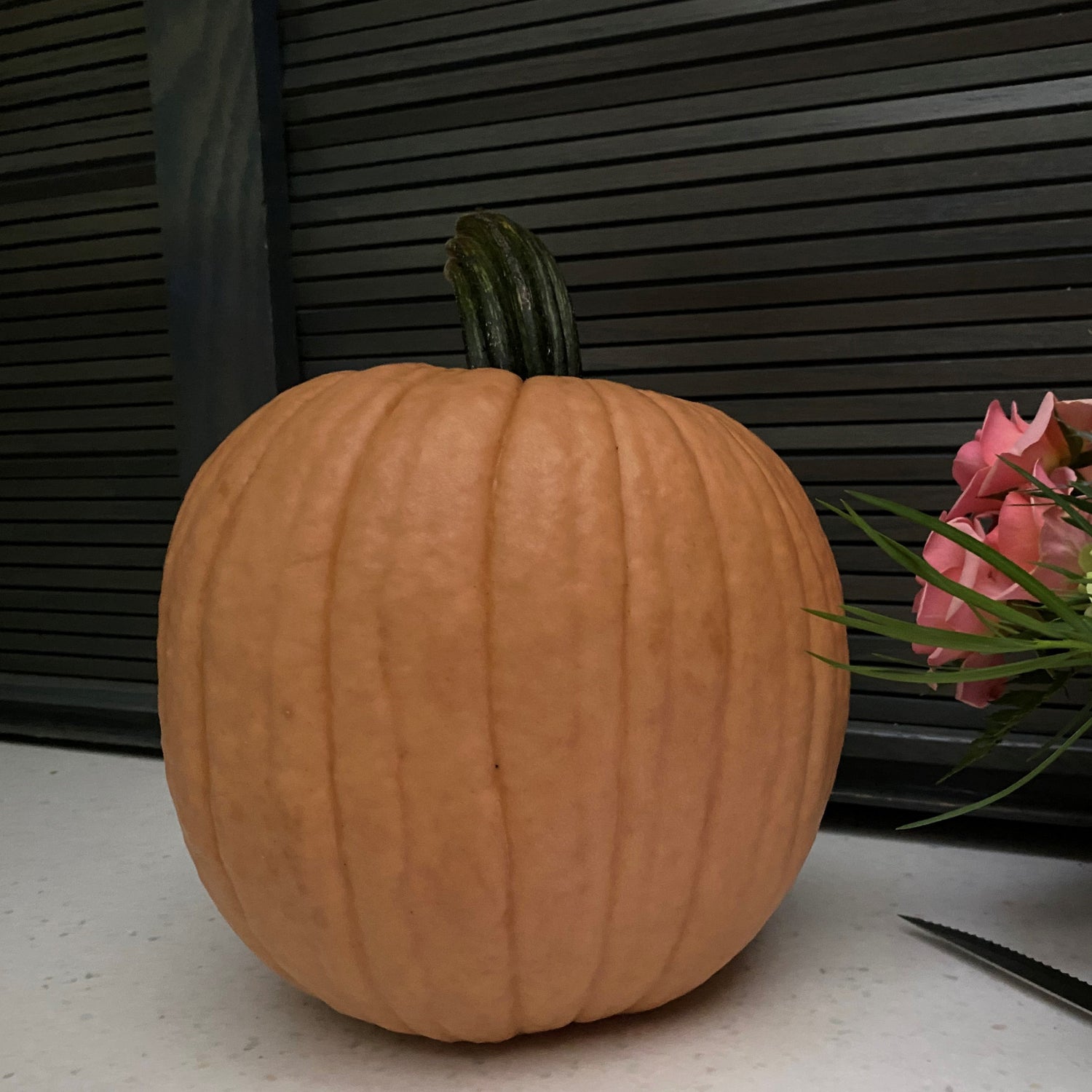 Hybrid Small/Pie Pumpkin - Hot Chocolate
