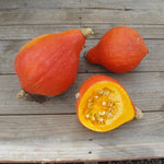 Hybrid Hubbard Squash - Hubba Hubba (Mini)