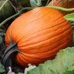 Hybrid Carving Pumpkin - Hulk