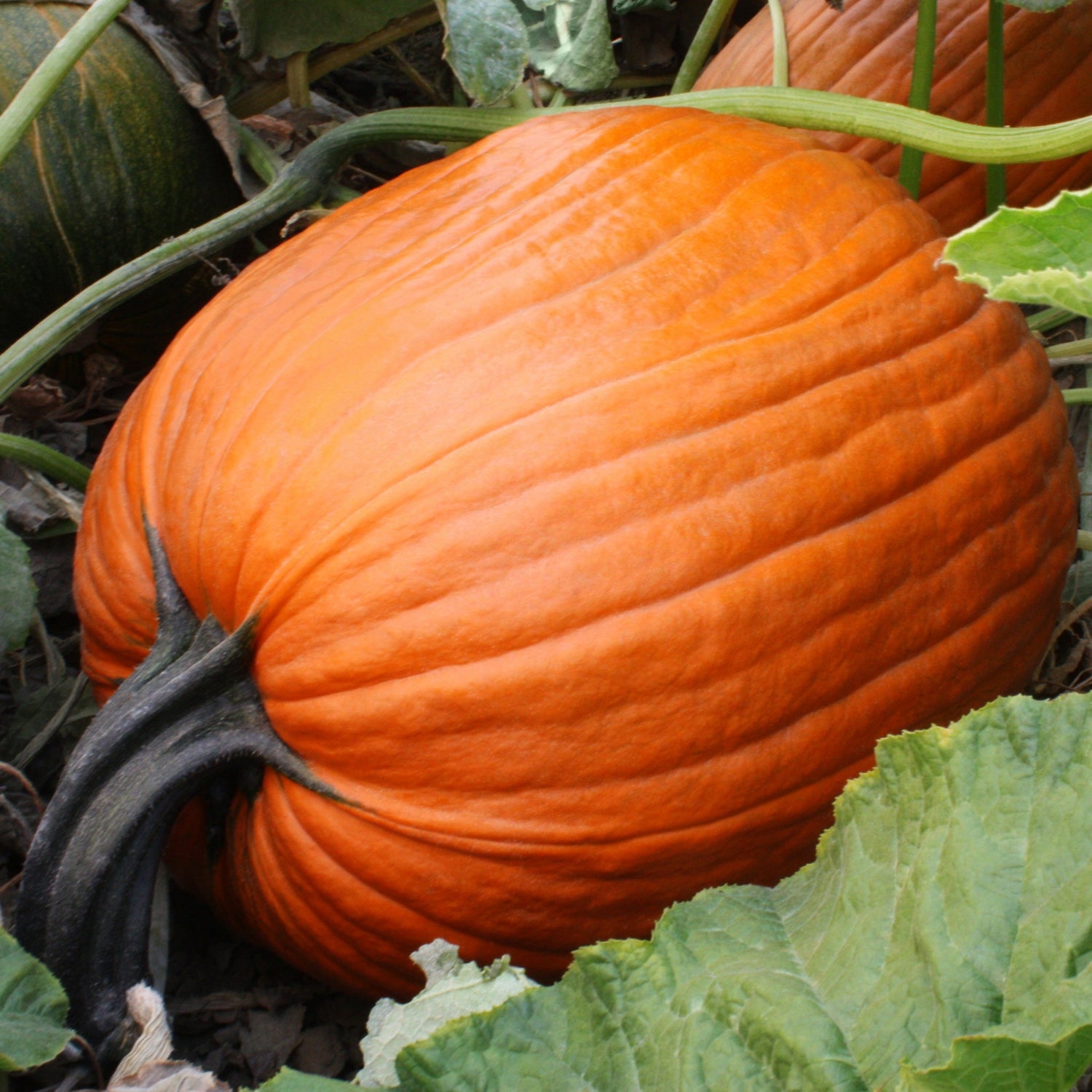 Hybrid Carving Pumpkin - Hulk