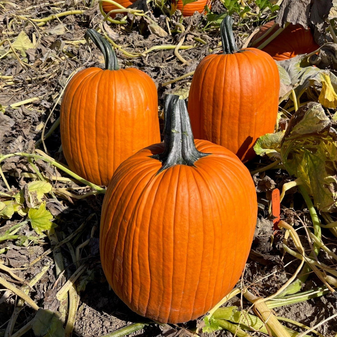 Hybrid Carving Pumpkin - Hulk