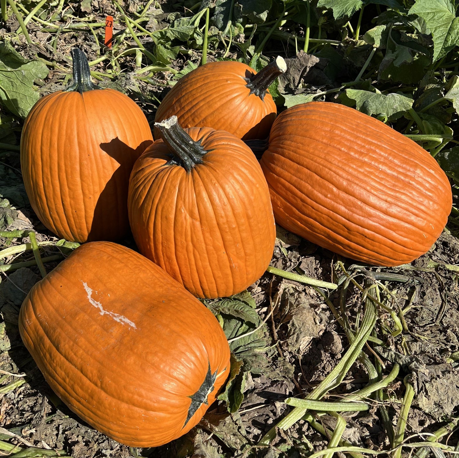 Hybrid Carving Pumpkin - Hulk