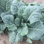 Hybrid Collard - Hurricane