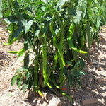 Hybrid Cayenne Pepper - Iberia