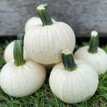 Hybrid White Pumpkin - Icicle