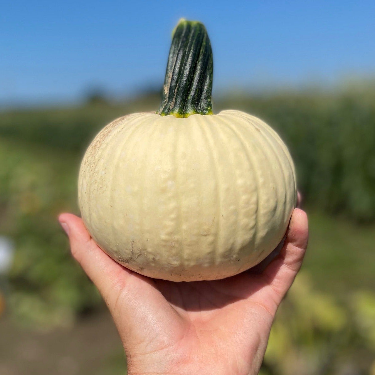 Hybrid White Pumpkin - Icicle