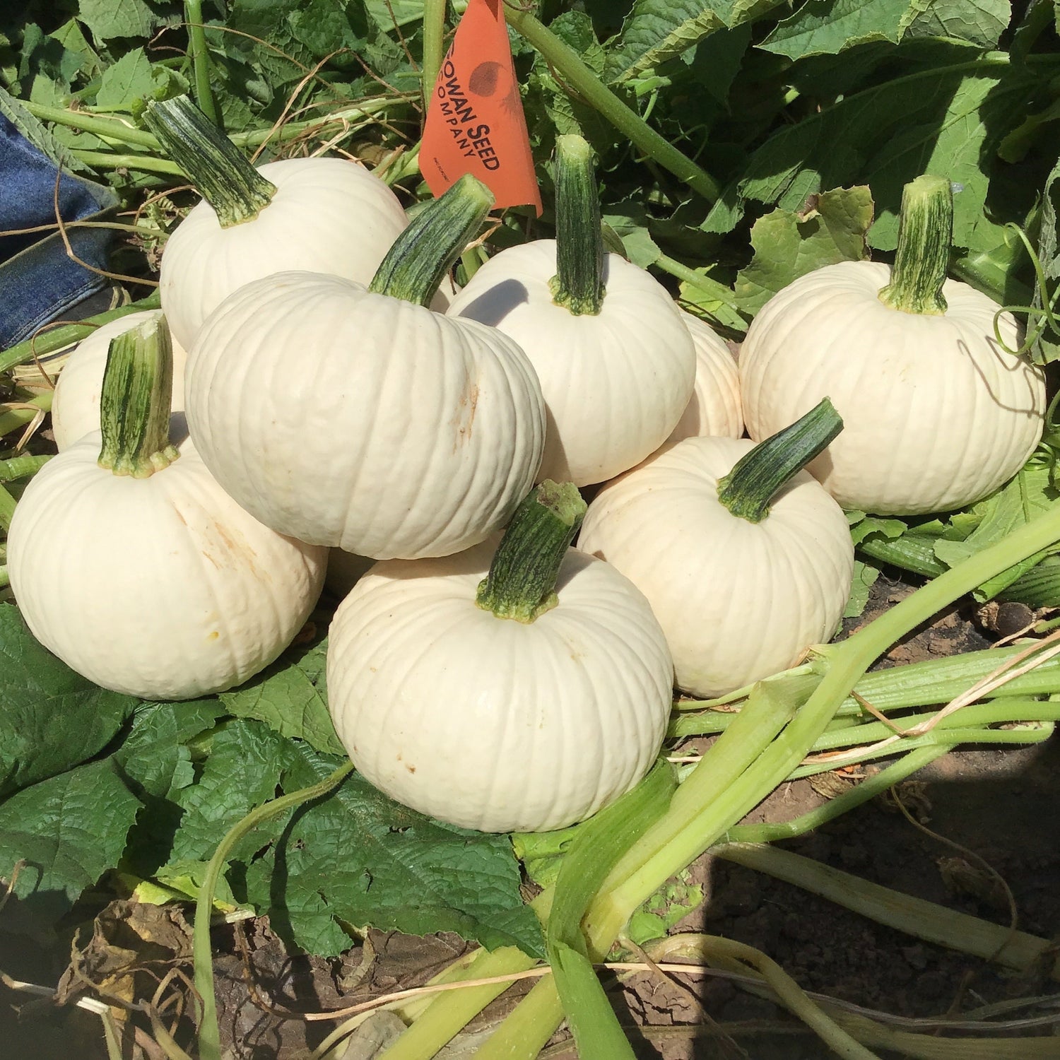 Hybrid White Pumpkin - Icicle