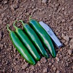 Hybrid Jalapeno Pepper - Ignacio