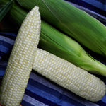 Hybrid Sugar Enhanced White Corn - Illusion