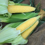 Hybrid Sugar Enhanced Yellow Corn - Incredible R/M