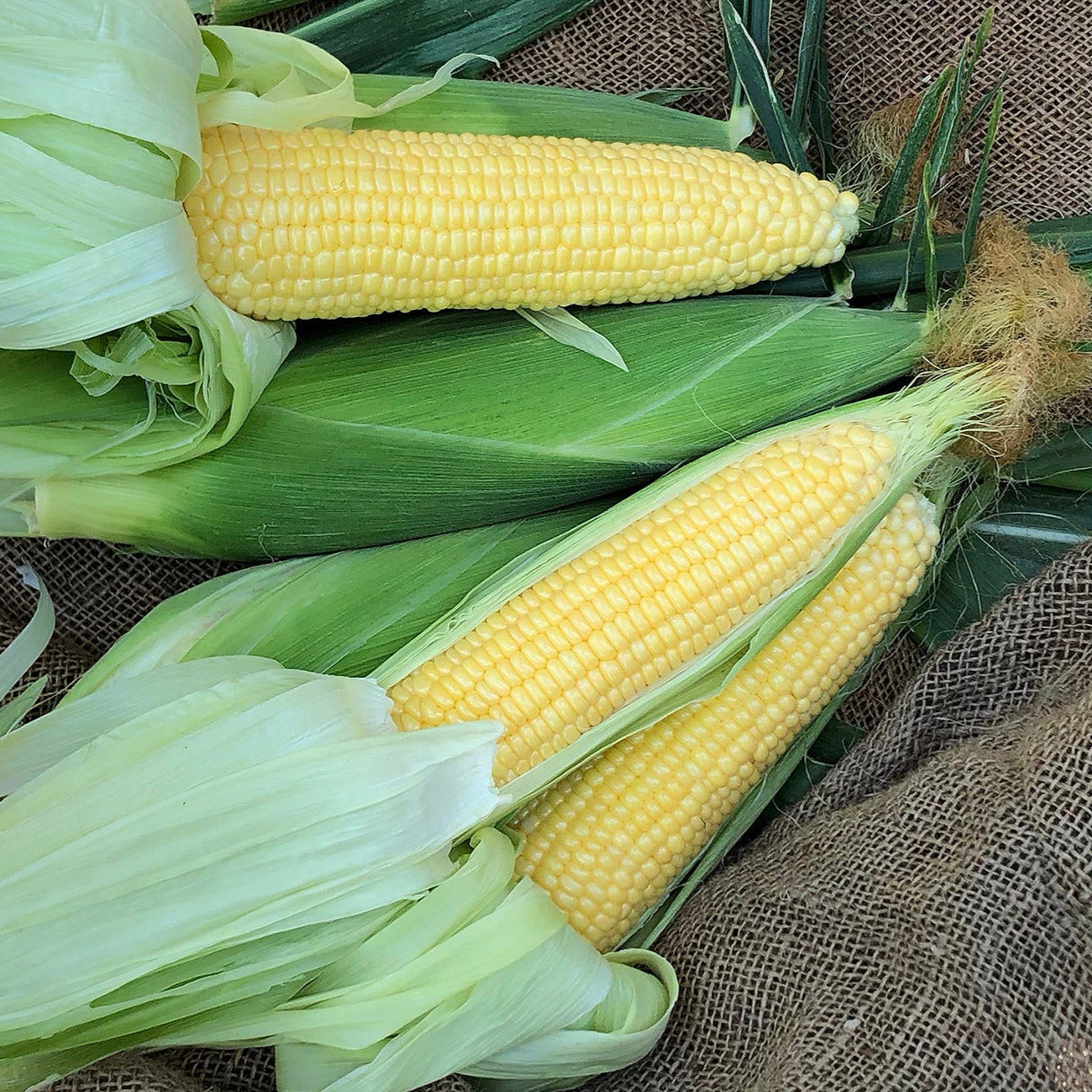 Hybrid Sugar Enhanced Yellow Corn - Incredible R/M