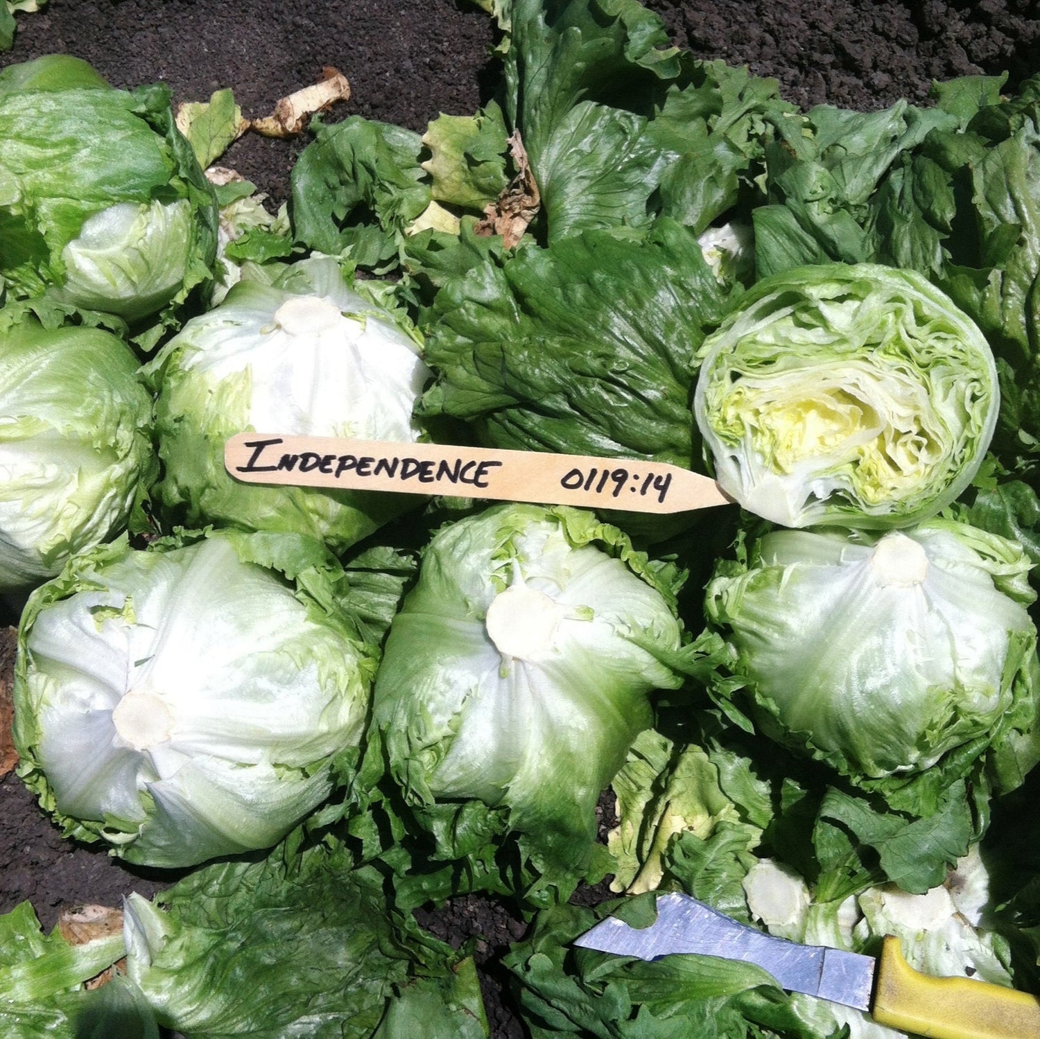 OP Green Iceburg (Crisphead) Lettuce - Independence
