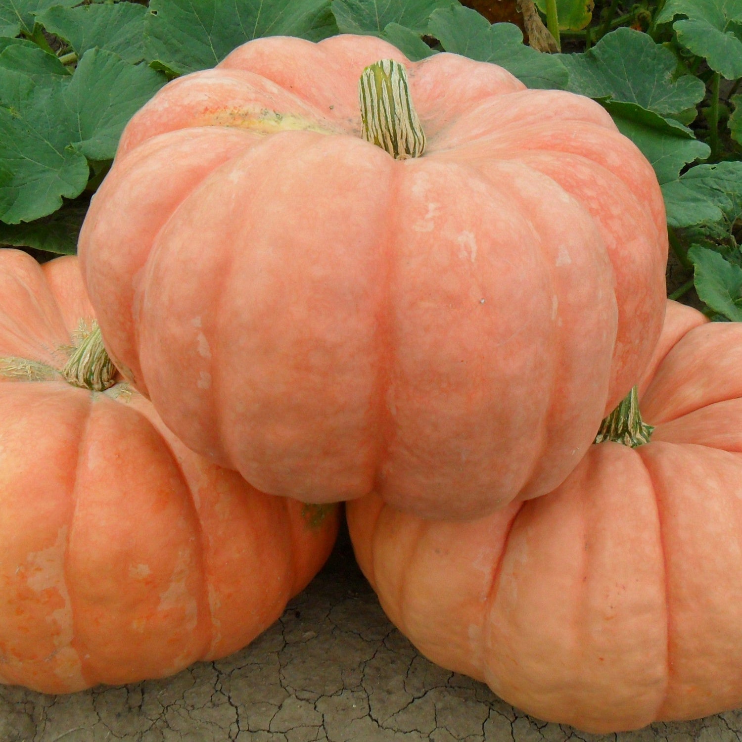 OP Specialty Pumpkin - Indian Doll