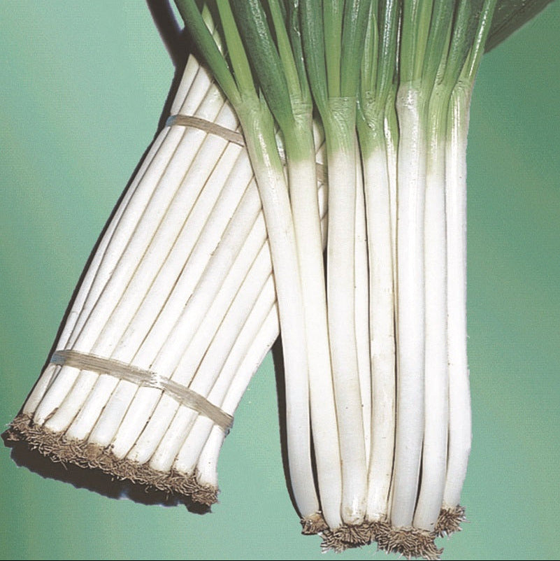 OP Bunching Onion - Ishikura Improved