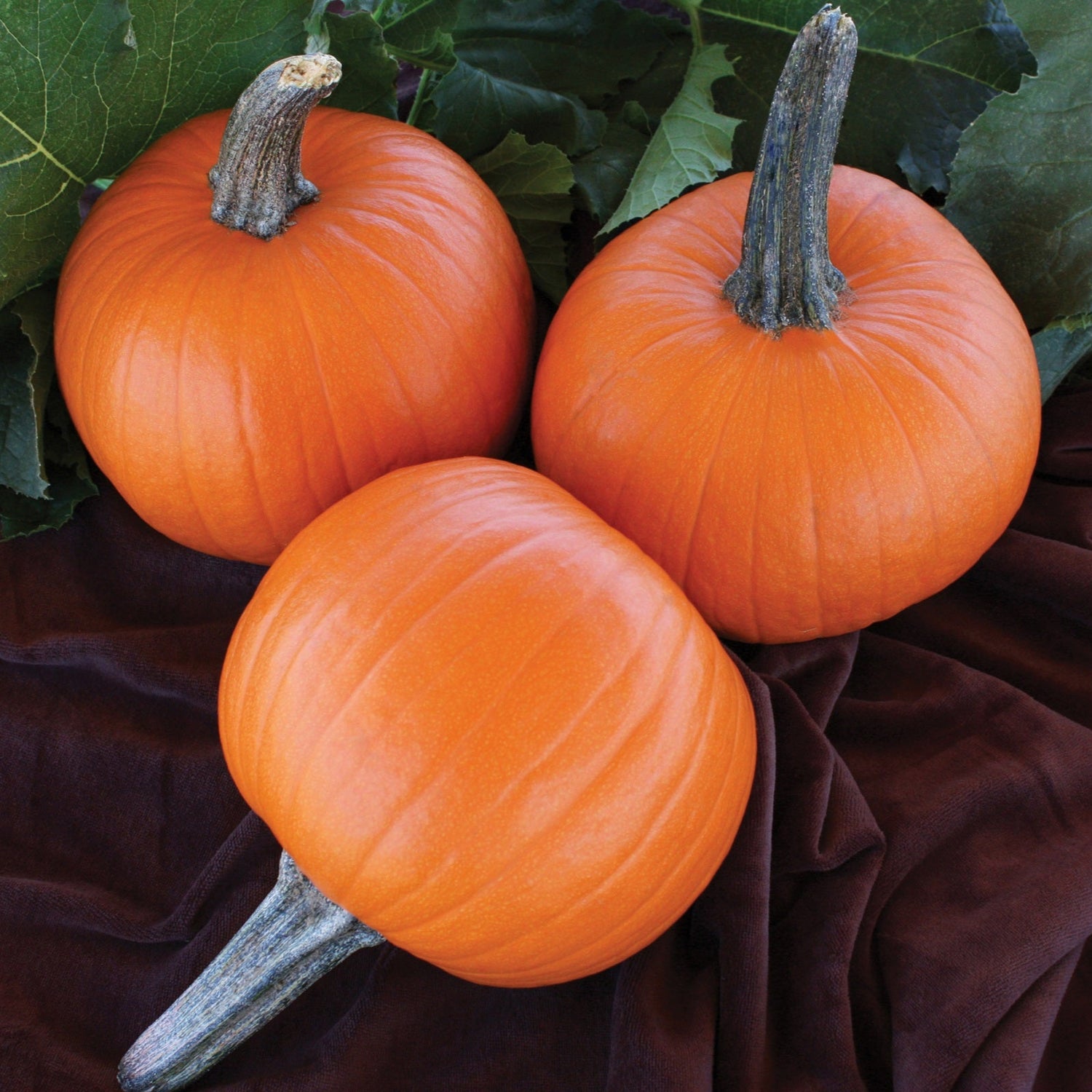 Hybrid Small/Pie Pumpkin - Jack Sprat