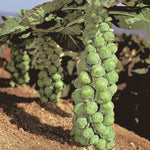 Hybrid Brussels Sprouts - Jade Cross