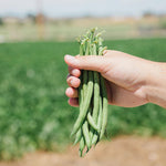 OP Green Bush Bean - Jade II