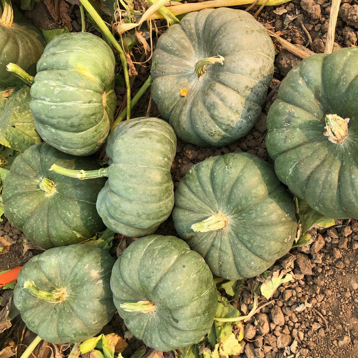 Hybrid Specialty Pumpkin - Jade Knight