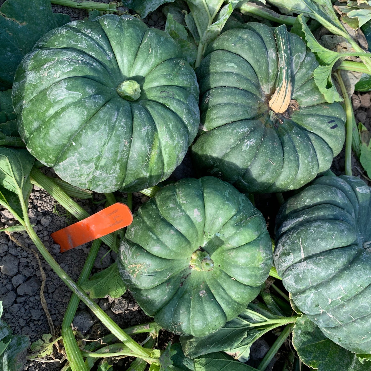 Hybrid Specialty Pumpkin - Jade Knight