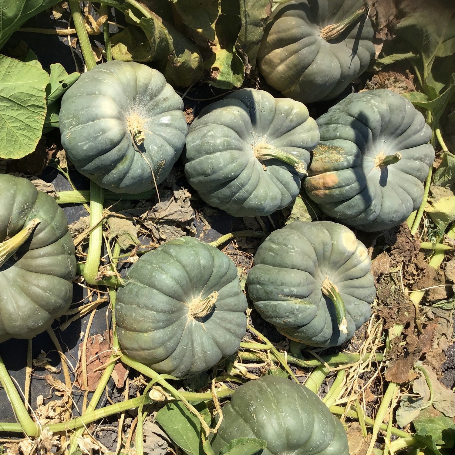 Hybrid Specialty Pumpkin - Jade Knight