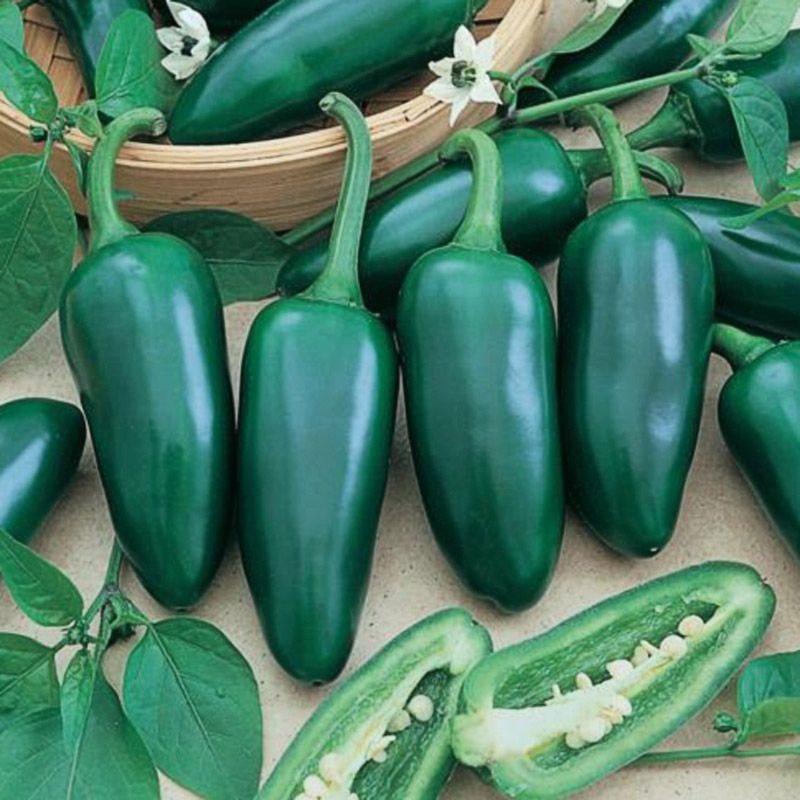 OP Jalapeno Pepper - Jalapeno M