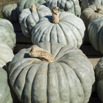 OP Specialty Pumpkin - Jarradale