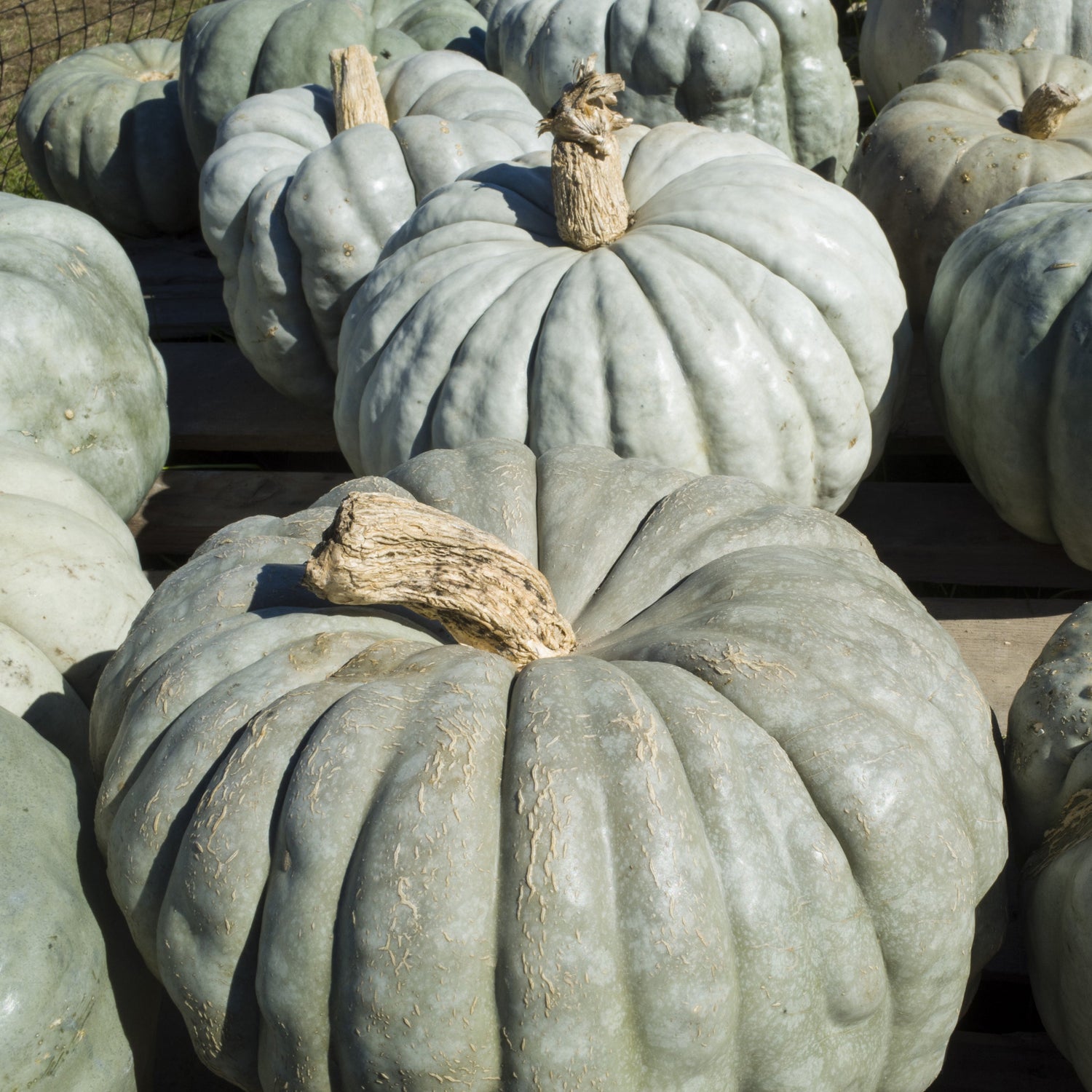 OP Specialty Pumpkin - Jarradale