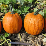 Hybrid Carving Pumpkin - Jason