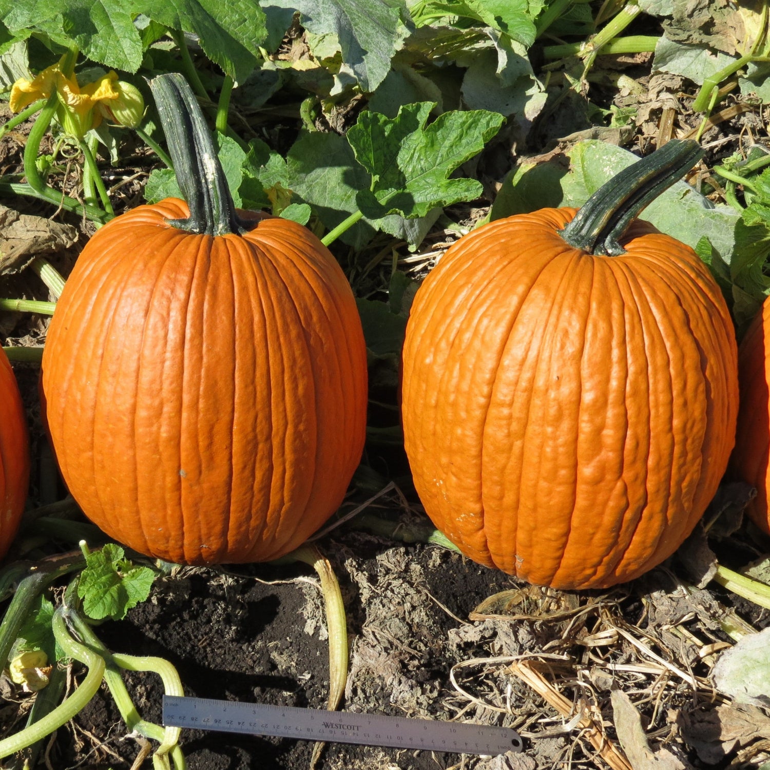 Hybrid Carving Pumpkin - Jason
